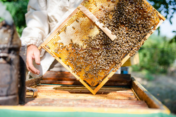 The beekeeper checks the hive