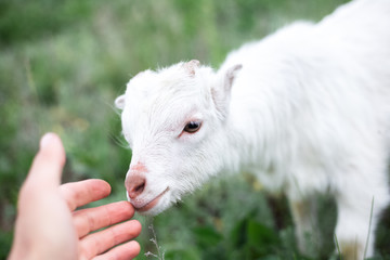 Fototapeta premium Cute friendly white baby goat in green grass of meadow.