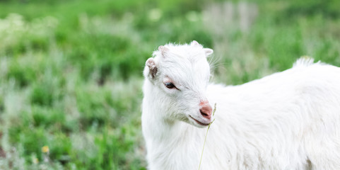 Cute white baby goat in green grass of meadow.