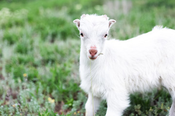 Naklejka na ściany i meble Cute white baby goat in green grass of meadow.