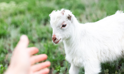 Cute friendly white baby goat in green grass of meadow.