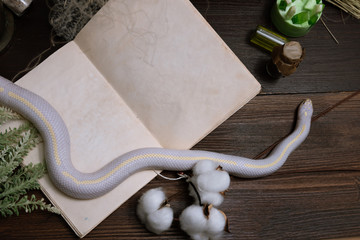 White American royal snake on the background of witchcraft accessories, alchemical instruments and...