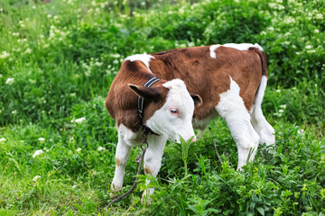 Cute calf in green meadow.
