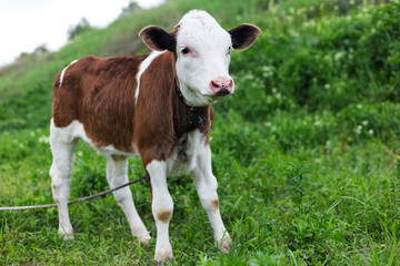 Cute calf in green meadow.