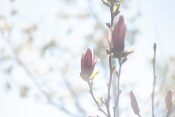 flowers in spring
