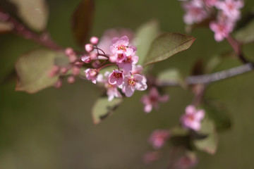 pink flowers of tree