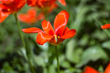 Fototapeta premium red flower