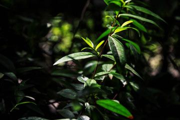 green leaves of a tree