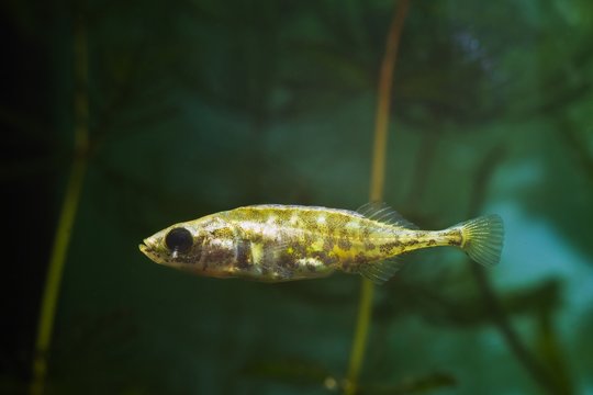 ninespine stickleback, Pungitius pungitius, funny but hard to keep in aquarium freshwater wild fish swims in dense vegetation, typical inhabitant of European temperate river biotope