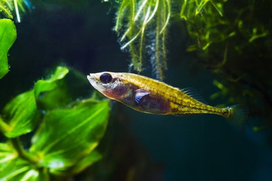 ninespine stickleback, Pungitius pungitius, little and tender freshwater wild fish swims in biotope aquarium with potamogeton and salvinia plants, typical inhabitant of European shallow waters