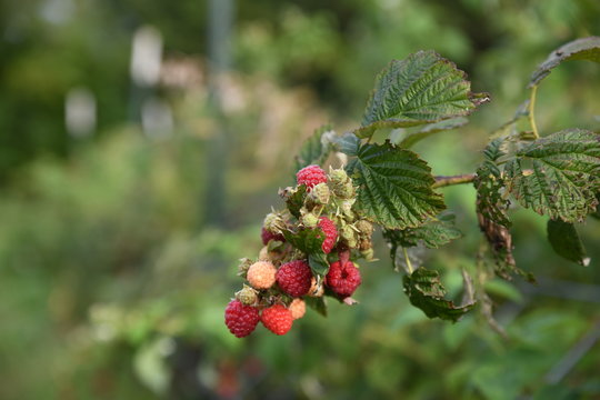 raspberries on branch