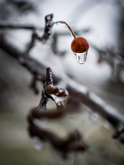 Frozen Tree Berries, Icicles on Tree Twigs, Winter Storm