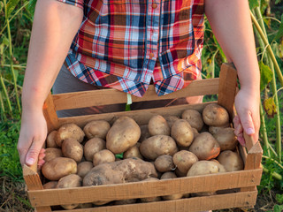 Young woman in plaid shirt with plastic box with potatoes. peasant woman gathers good crop of large...