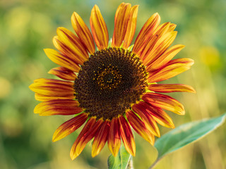 red decorative sunflower with lens flare effect evening scene. Soft blurred and soft focus of sunflower, Asteraceae, flower with the bokeh, beam, light and lens flare effect tone background