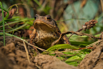 Eine Erdkröte, Bufo Bufo, auf Nahrungssuche. Die überaus nützlichen, wild lebenden Tiere fressen...