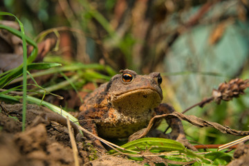 Eine Erdkröte, Bufo Bufo, auf Nahrungssuche. Die überaus nützlichen, wild lebenden Tiere fressen Schnecken und andere Schädlinge.