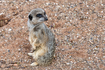 Fototapeta premium Meercat on guard
