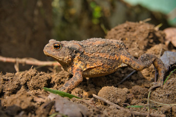 Eine Erdkröte, Bufo Bufo, auf Nahrungssuche. Die überaus nützlichen, wild lebenden Tiere fressen Schnecken und andere Schädlinge.