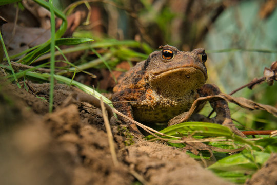 Eine Erdkr&ouml;te, Bufo Bufo, auf Nahrungssuche. Die &uuml;beraus n&uuml;tzlichen, wild lebenden Tiere fressen Schnecken und andere Sch&auml;dlinge.