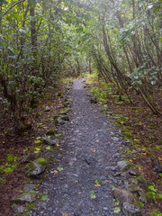 Footpath Through Dense Young Forest