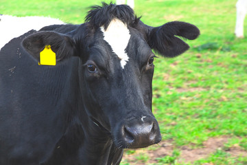 A dutch milk cow close up