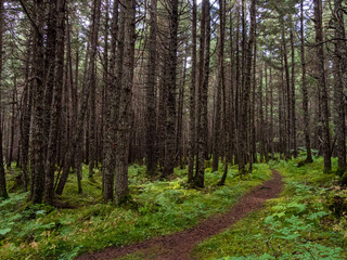 Fototapeta na wymiar Footpath Through Alaskan Forest, Pine Trees