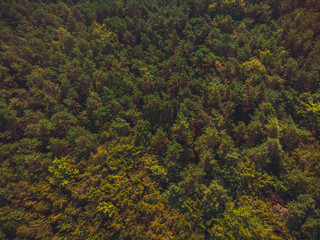 vintage colored forest from the bird view with copy space in the trees