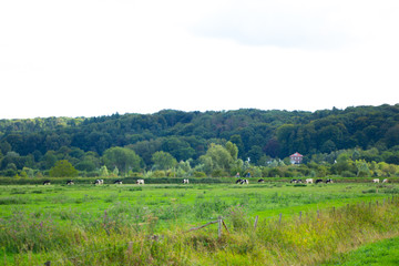 Cows are grazing grass in polder