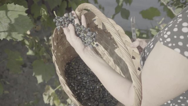 Woman picks grapes in a basket for making wine, slog video