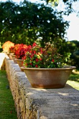 flowers in pot lined up on old wall