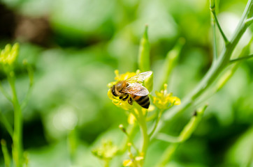Bee At Work