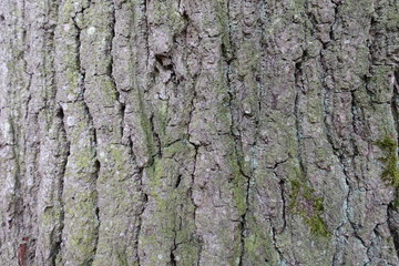 mossy vegetation on tree bark