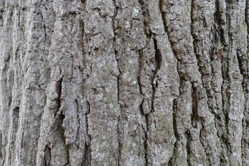 bark