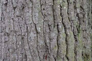 Fototapeta premium bark