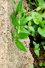 Commelina Communis L Plant