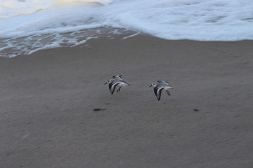 Flying shorebirds