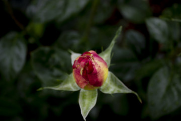 Detail of bud of rose with green leaves