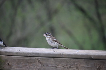 Female Grosbeak