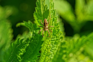 spider sits on a green leaf of a nettle plant