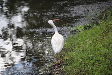 White Ibis