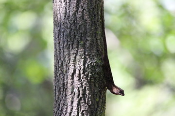 Anole on Tree