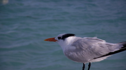 Fototapeta na wymiar seagull on beach