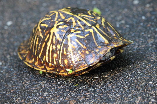 Hiding Turtle on Pavement