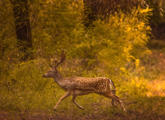 Wild deer in autumn colorful background(Dama Dama)