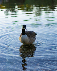 Goose in Water