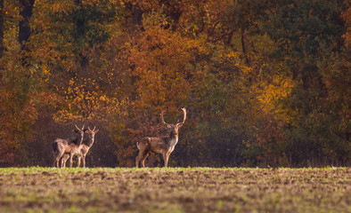 Wild deer in autumn colorful background(Dama Dama)