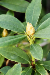 Rhododendron bud forming in the late summer to bloom in the spring; close up of a rhododendron bud