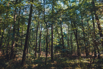 typical forest scene near the baltic sea