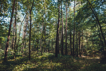 Obraz premium typical forest scene near the baltic sea