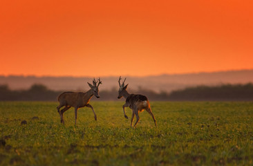 Wild deer playing in autumn colorful background (Dama Dama), at sunrise.